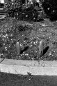 Garden, El Camino Real