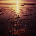 Annisquam Sunset