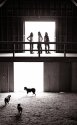 barn girls