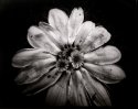 Flower made of petals