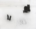 Driftwood still life