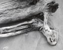 Them Bones