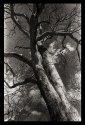 PKD Tree