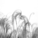Ornamental Grass