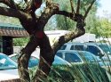 "Checked" tree trunk