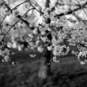 Cherry Blossoms