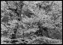 Beech Tree With Spring Leaves
