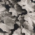 Lady's Mantle