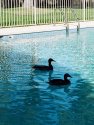 Ducks in Silhouette (and the pool!)