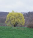 Copake - Early Spring 2007 - Willow