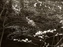 Spring Fireworks