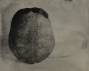 Tortoise Shell 2