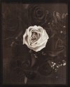 Roses -- Argyrotype