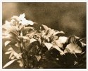 impatiens