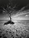Lone tree rabbitt key