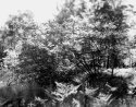 Tilting Tree