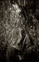 Trunk and Fern