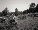 Mt. Laurel