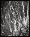 trees, whittier