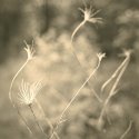 Remnants, Eagle Creek