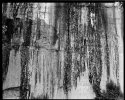 Untitled, Pisgah National Forest