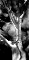 Lemon scented gum, IR