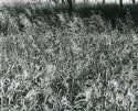 Dance of the Tall Grass