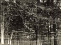 Floating Forest, Eagle Creek