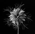 Cornflower
