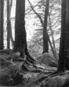 Trees at Stickney Brook