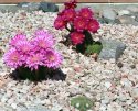 One Day Wonder Cacti - I