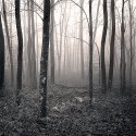 Foggy Forest