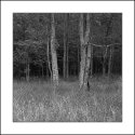 Two Trees