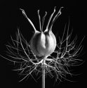 Nigella