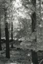Trees and SFX
