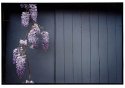 Wisteria
