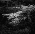 66fp-glowing-leaves_jededia