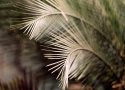 Burrawang frond.