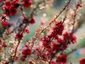 Tea tree flowers