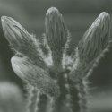 Cactus bud
