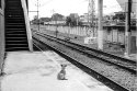 Station dog