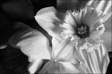 Daffodils