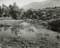 Lower Owens River, 2007
