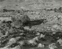 Lower Owens River, 2007