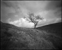 Hawthorn