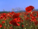 Poppies