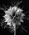 Nigella (detail)