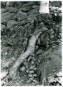 tree root and rock wall