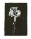 Gerber Daisies
