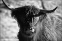 Highlander